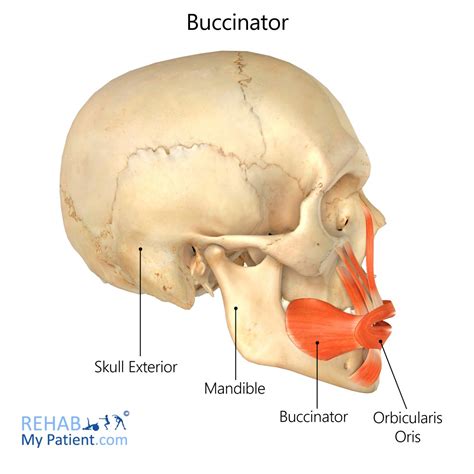 Ducanator .